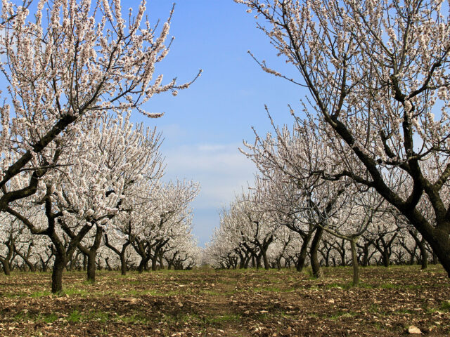 All’Ombra dei Mandorli